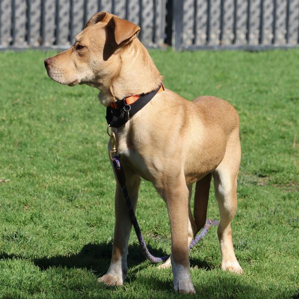 Goldie — thumbnail 3