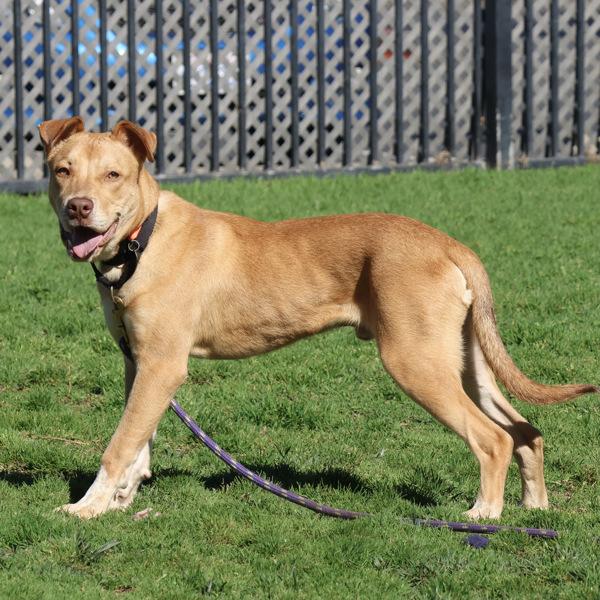 Goldie — thumbnail 5