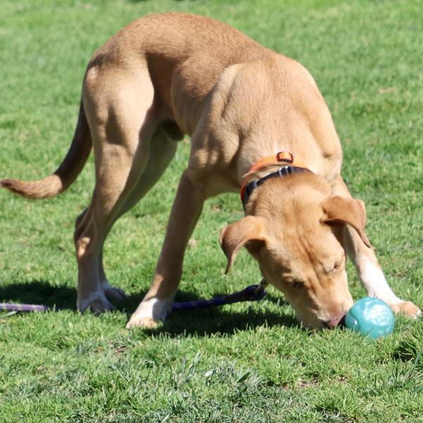 Goldie — thumbnail 6