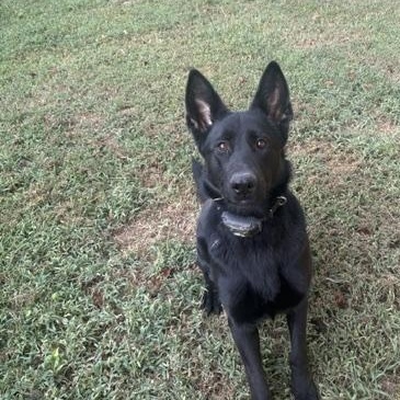 Enlarge Ivey, a Adoptable German Shepherd Dog in Roswell, GA image 2/3