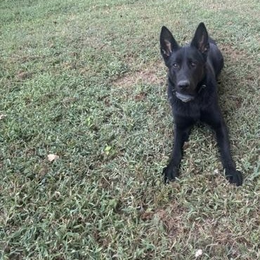 Enlarge Ivey, a Adoptable German Shepherd Dog in Roswell, GA image 3/3