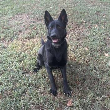 Enlarge Ivey, a Adoptable German Shepherd Dog in Roswell, GA image 1/3