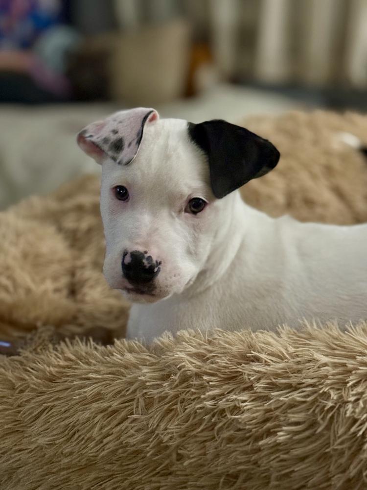 Cornelius, Adoptable, Puppy Male Mixed Breed.