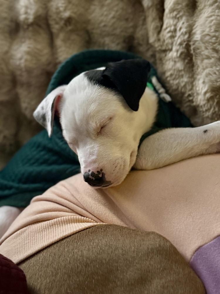 Enlarge Cornelius, a Adoptable mixed breed in Grand Rapids, MI image 2/3