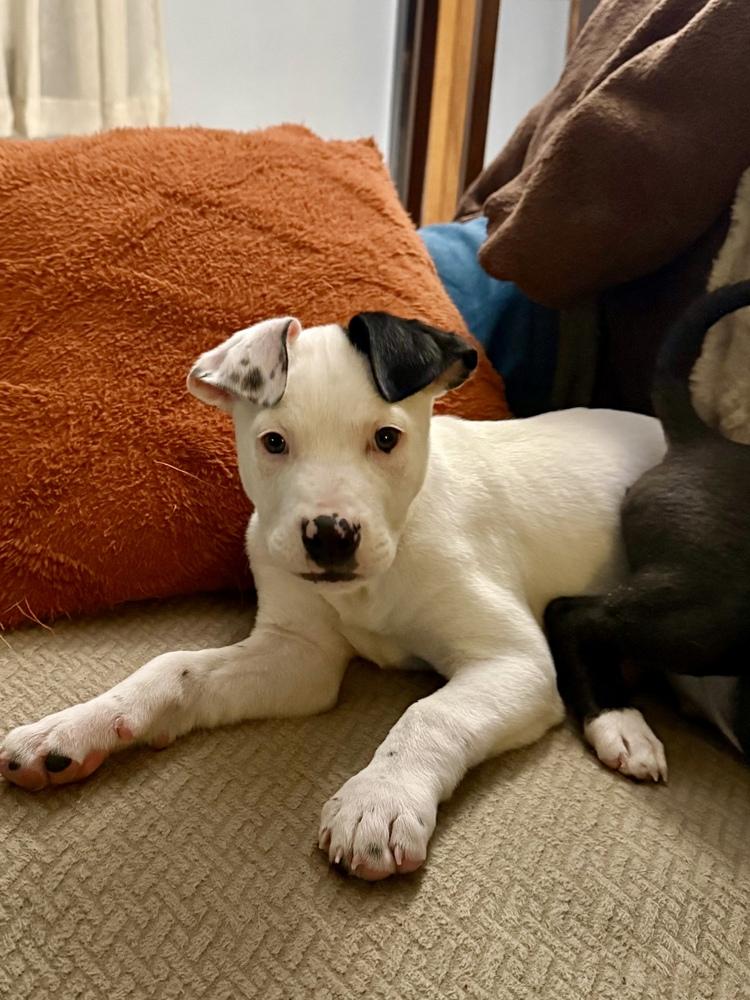 Enlarge Cornelius, a Adoptable mixed breed in Grand Rapids, MI image 3/3