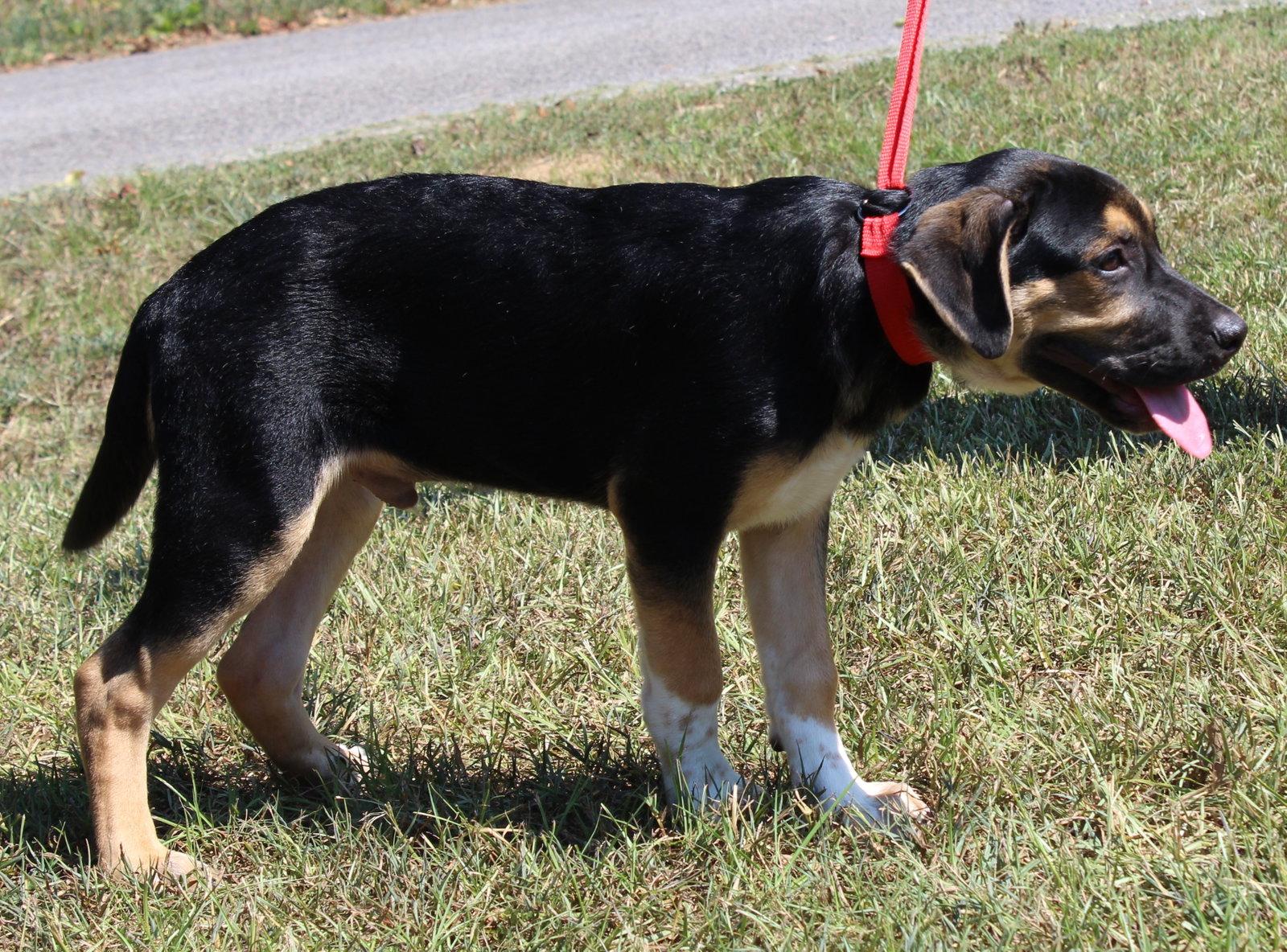 Vision 44166, Adoptable, Puppy Male Boxer & Shepherd.