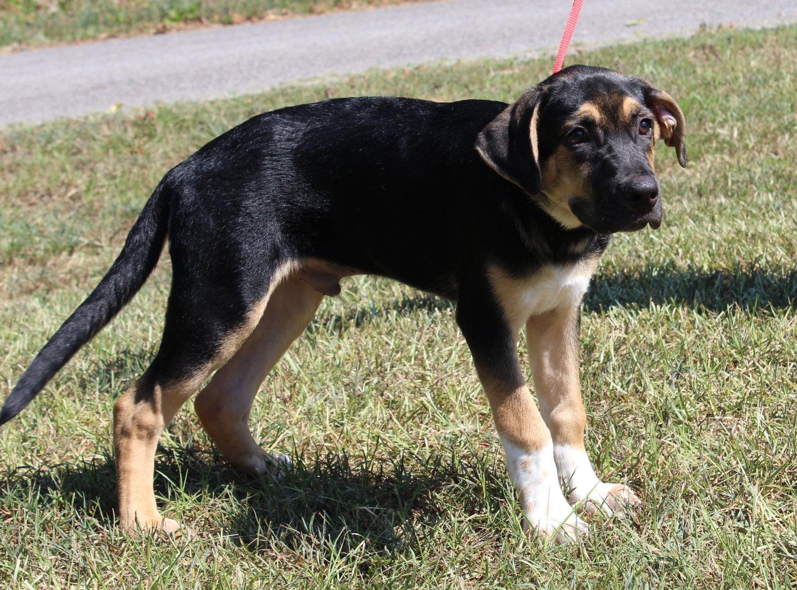 Enlarge Vision 44166, a Adoptable mixed breed in Prattville, AL image 2/3