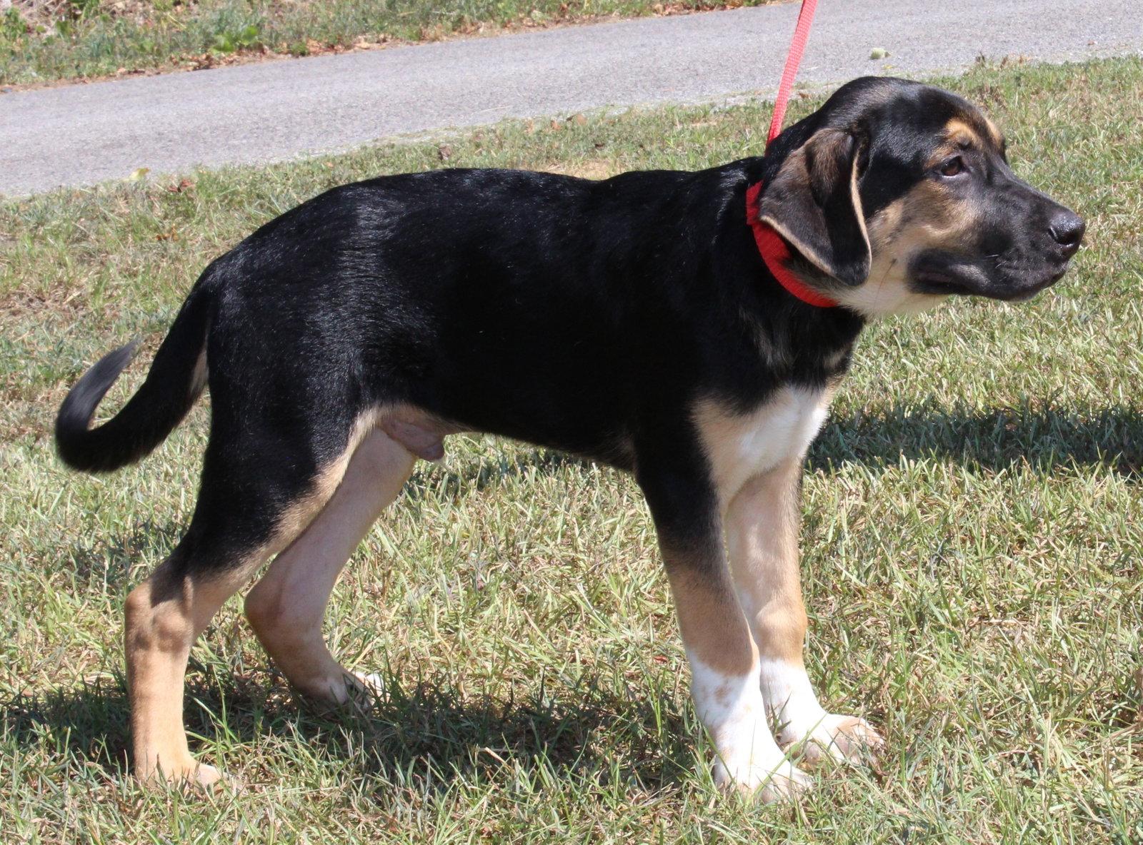 Enlarge Vision 44166, a Adoptable mixed breed in Prattville, AL image 3/3