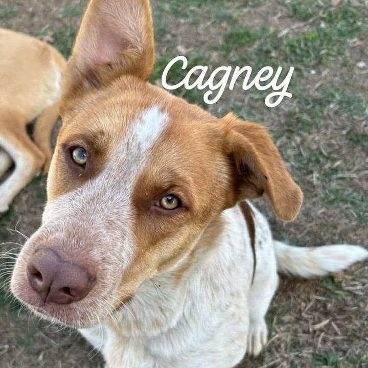 Cagney, Adoptable, Adult Female Cattle Dog & Mixed Breed.