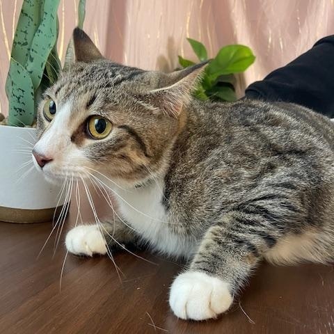 Enlarge Oreo & Kit Kat, a Adoptable Himalayan in Enfield, CT image 5/5