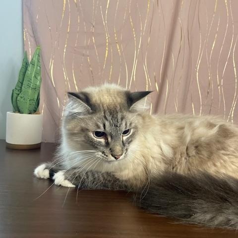 Enlarge Oreo & Kit Kat, a Adoptable Himalayan in Enfield, CT image 3/5