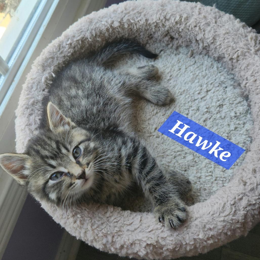 Hawke, a Adoptable Domestic Short Hair in La Grange, KY image 1/2