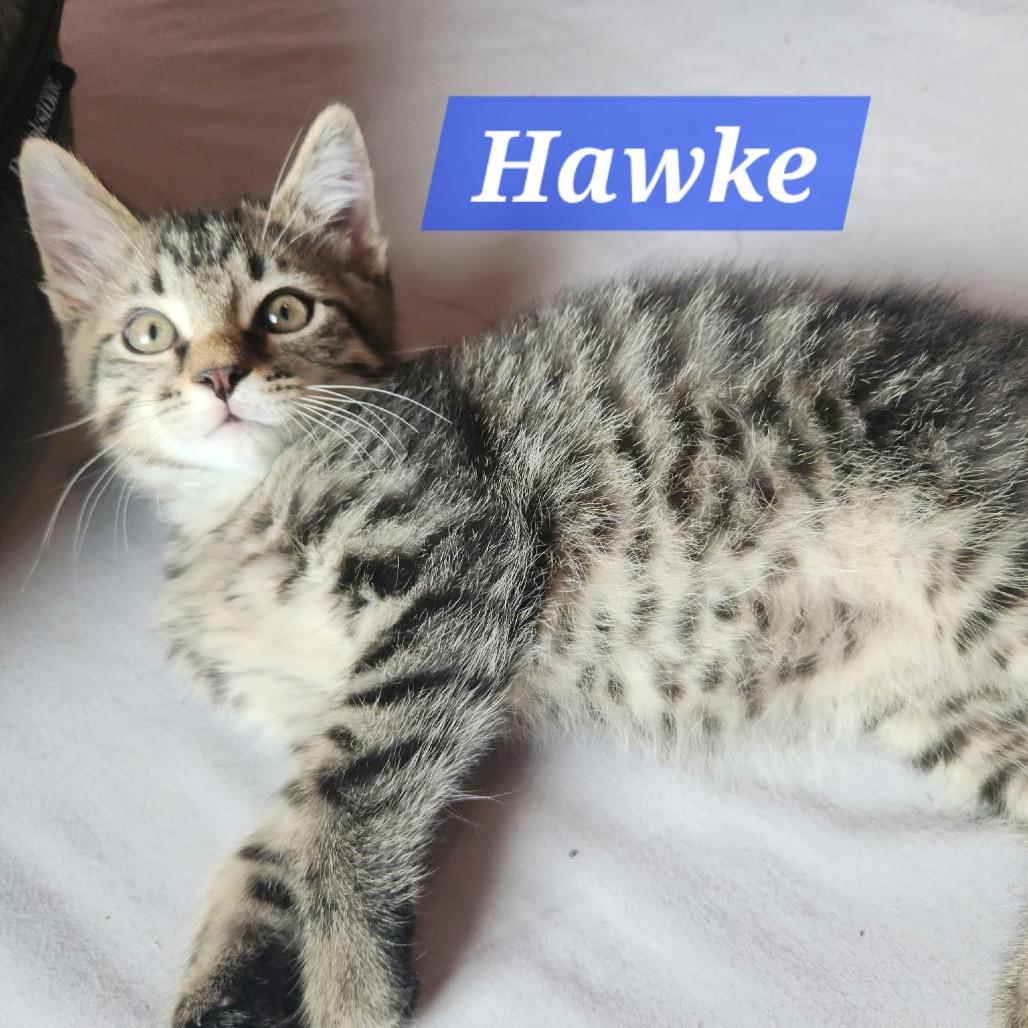 Hawke, a Adoptable Domestic Short Hair in La Grange, KY image 2/2