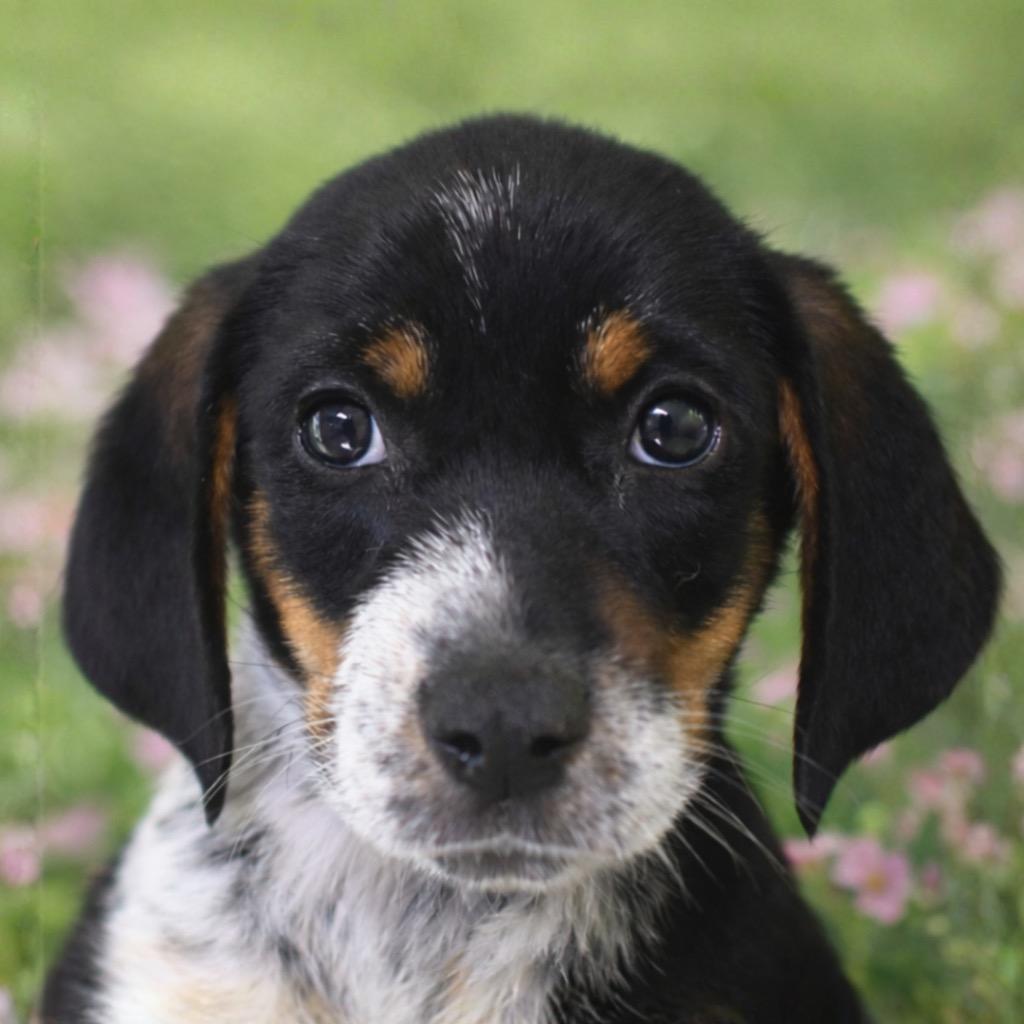 Enlarge Brady, a Adopted mixed breed in Saint Petersburg, FL image 1/1