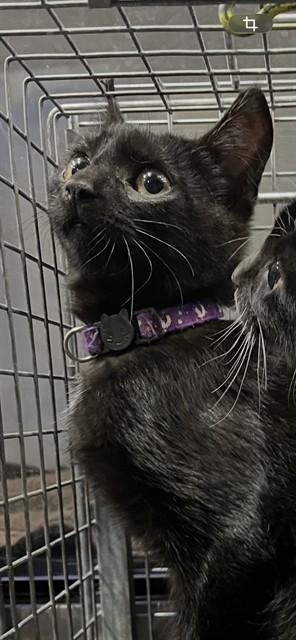Enlarge LUNO, a Adoptable Domestic Short Hair in Fort Myers, FL image 1/1