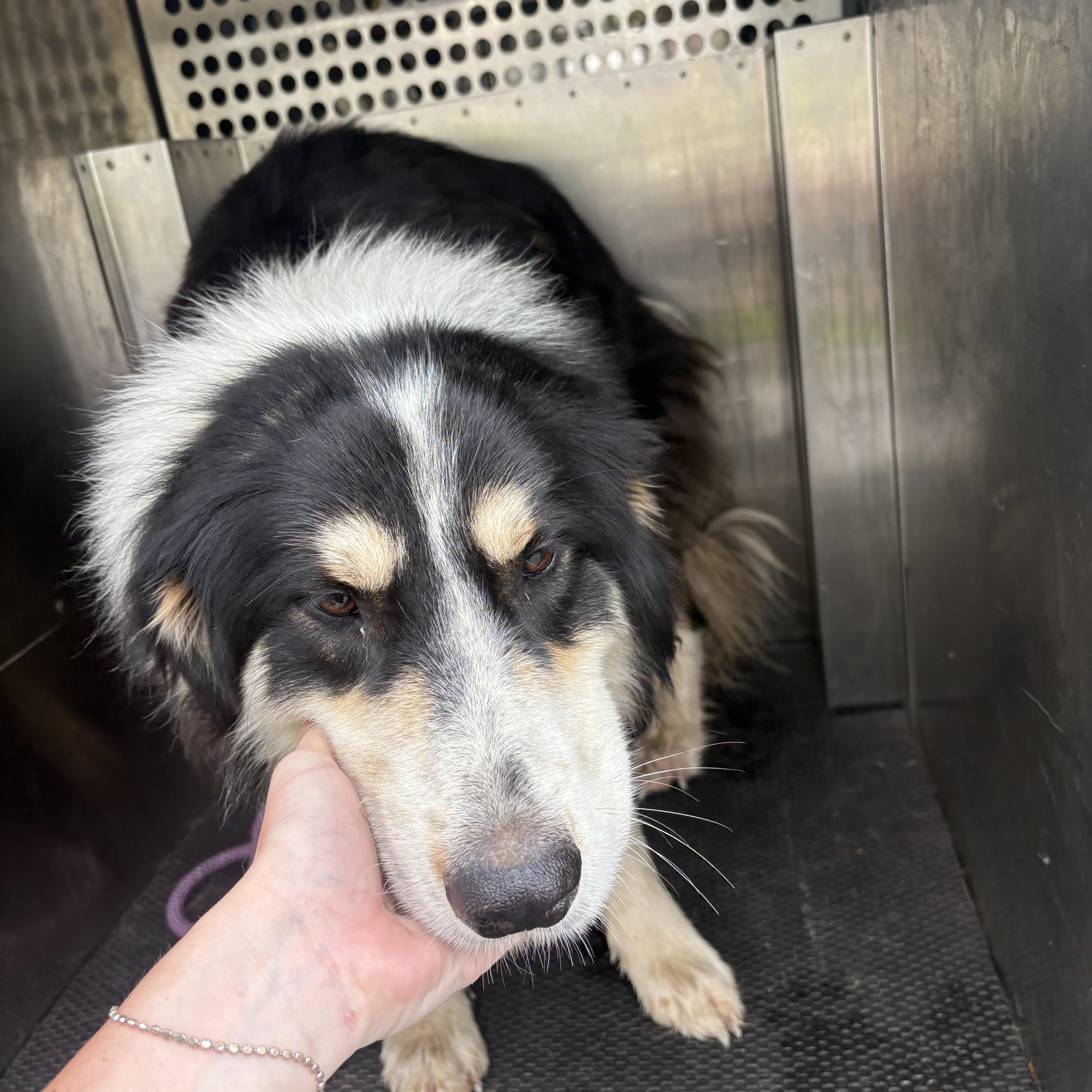 Nacho, ADOPTABLE, Adult Male Australian Shepherd & Great Pyrenees.