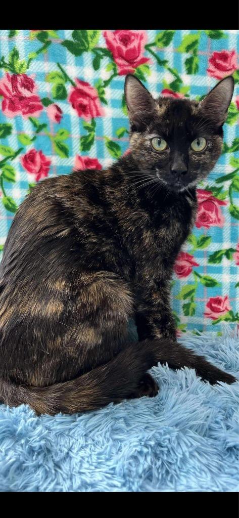 Enlarge Raya, a Adoptable mixed breed in Brookings, OR image 1/1