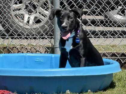 Enlarge Charlie, a ADOPTABLE mixed breed in Hamilton, MT image 2/5