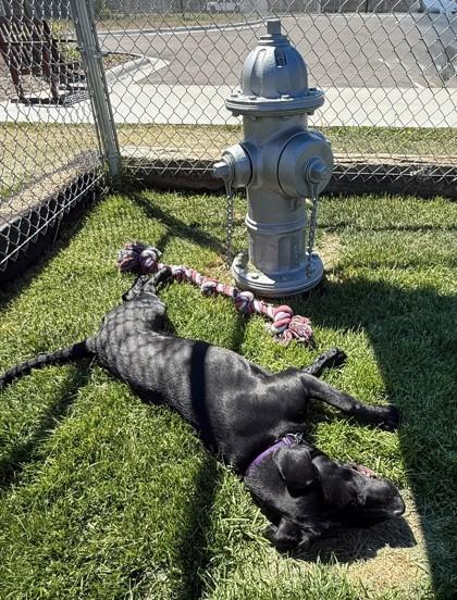 Enlarge Charlie, a ADOPTABLE mixed breed in Hamilton, MT image 3/5