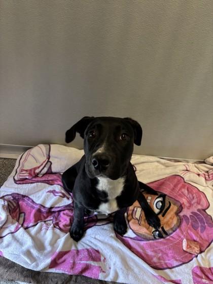 Enlarge Charlie, a ADOPTABLE mixed breed in Hamilton, MT image 5/5