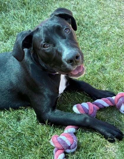 Charlie, ADOPTABLE, Adult Female Black Labrador Retriever.