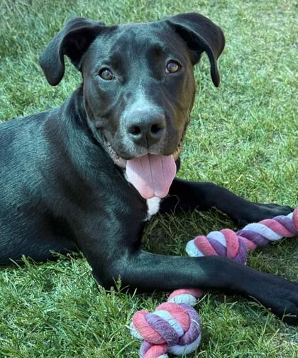 Enlarge Charlie, a ADOPTABLE mixed breed in Hamilton, MT image 4/5