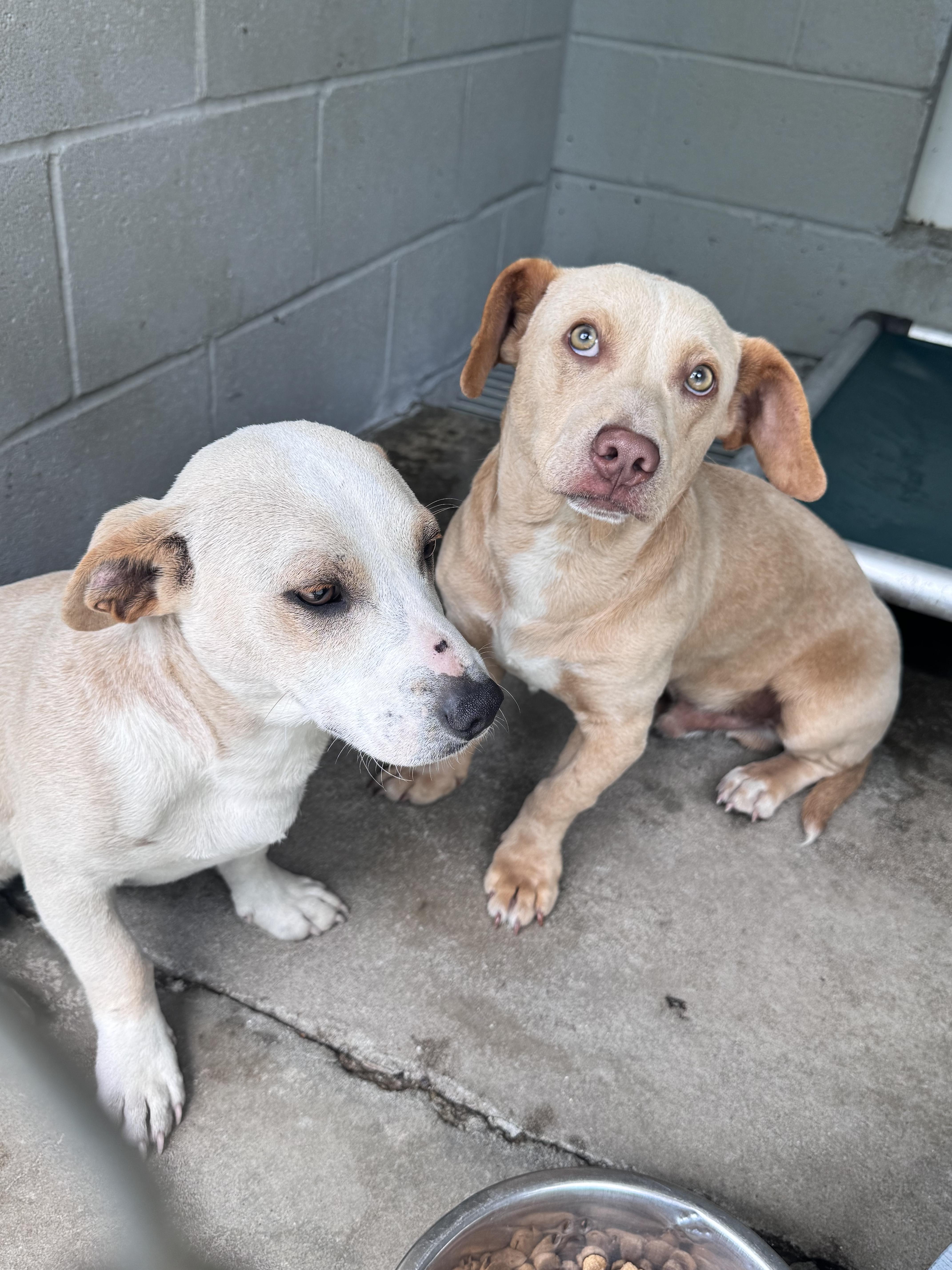 Enlarge Slim, Jim, Clem , a ADOPTABLE mixed breed in Elizabethtown, NC image 2/2
