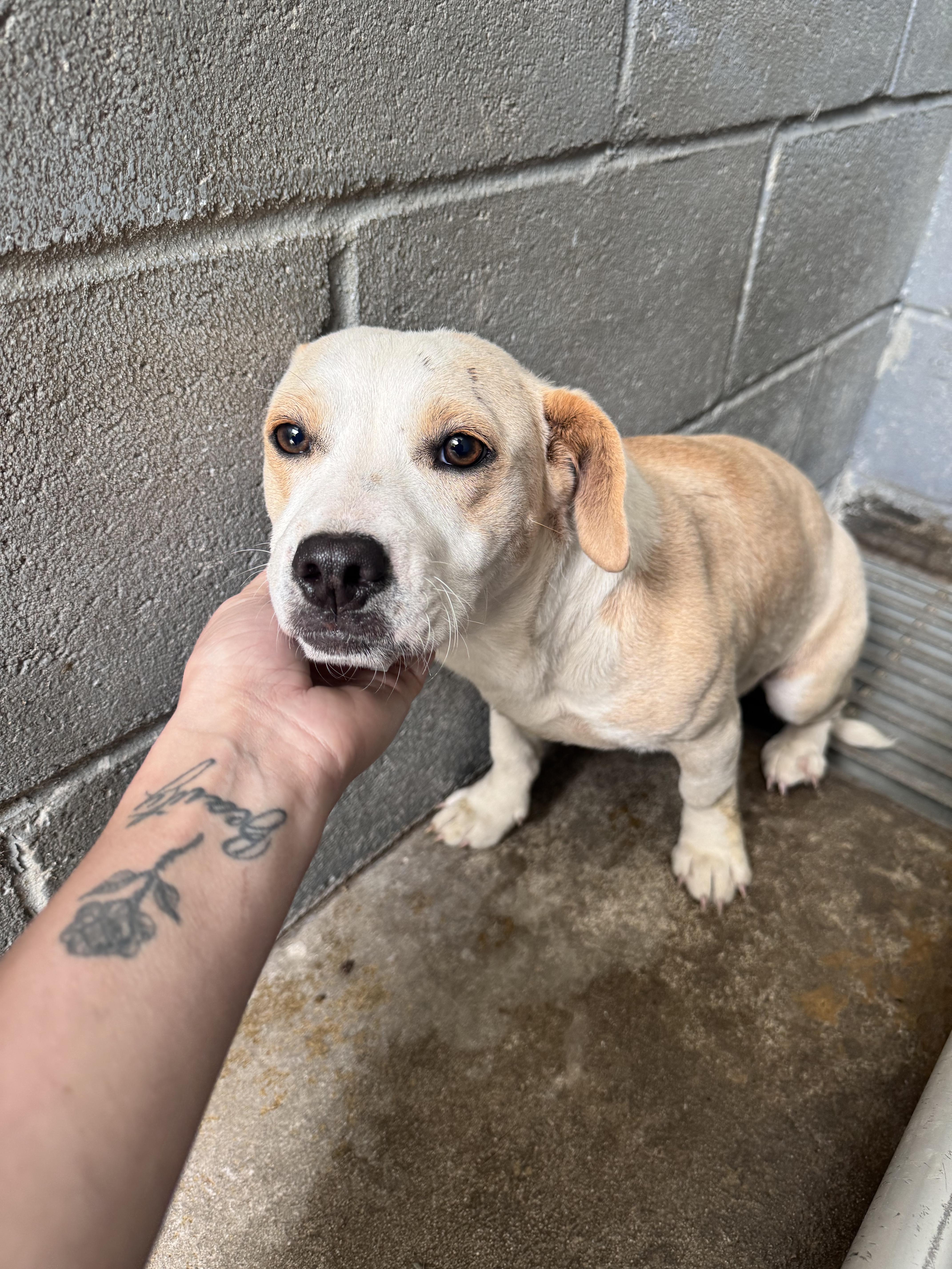 Slim, Jim, Clem , ADOPTABLE, Young Male Mixed Breed.