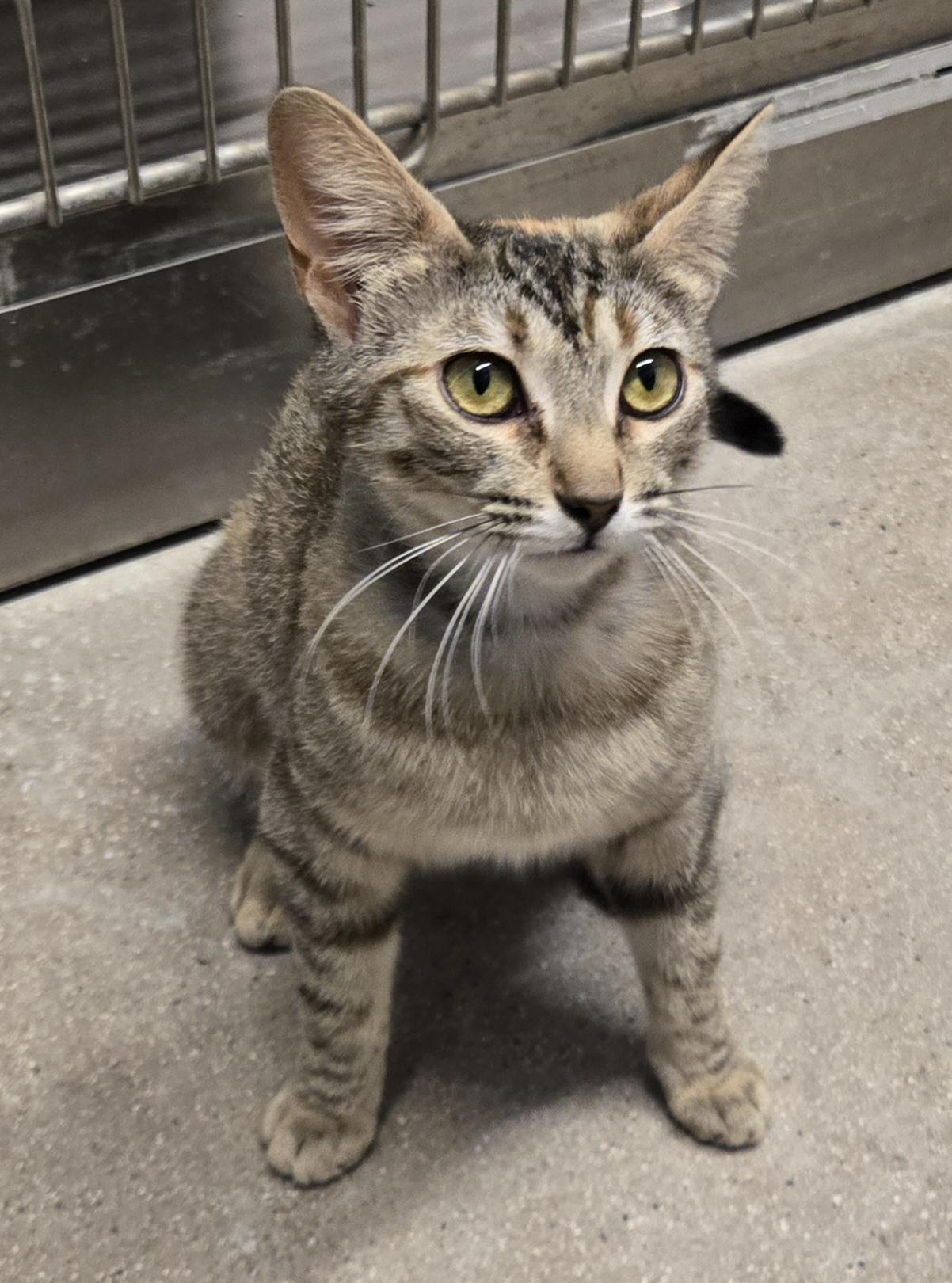 Enlarge Duchess, a Adoptable Torbie in Fullerton, CA image 1/1