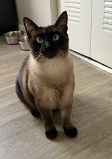 Enlarge Toffee, a Adoptable Siamese in Oakland Park, FL image 2/3