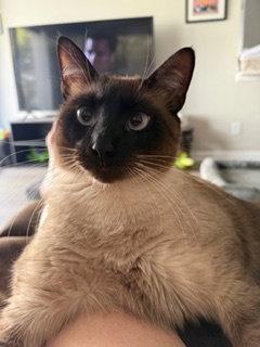 Enlarge Toffee, a Adoptable Siamese in Oakland Park, FL image 3/3