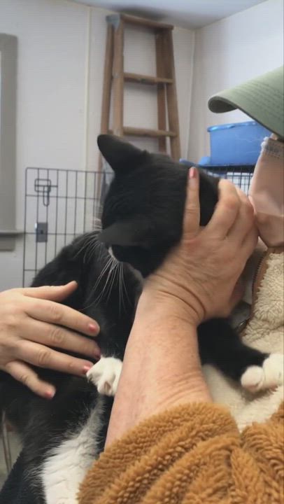 Enlarge Jasper, a Adopted mixed breed in Charles City, VA video 3/5