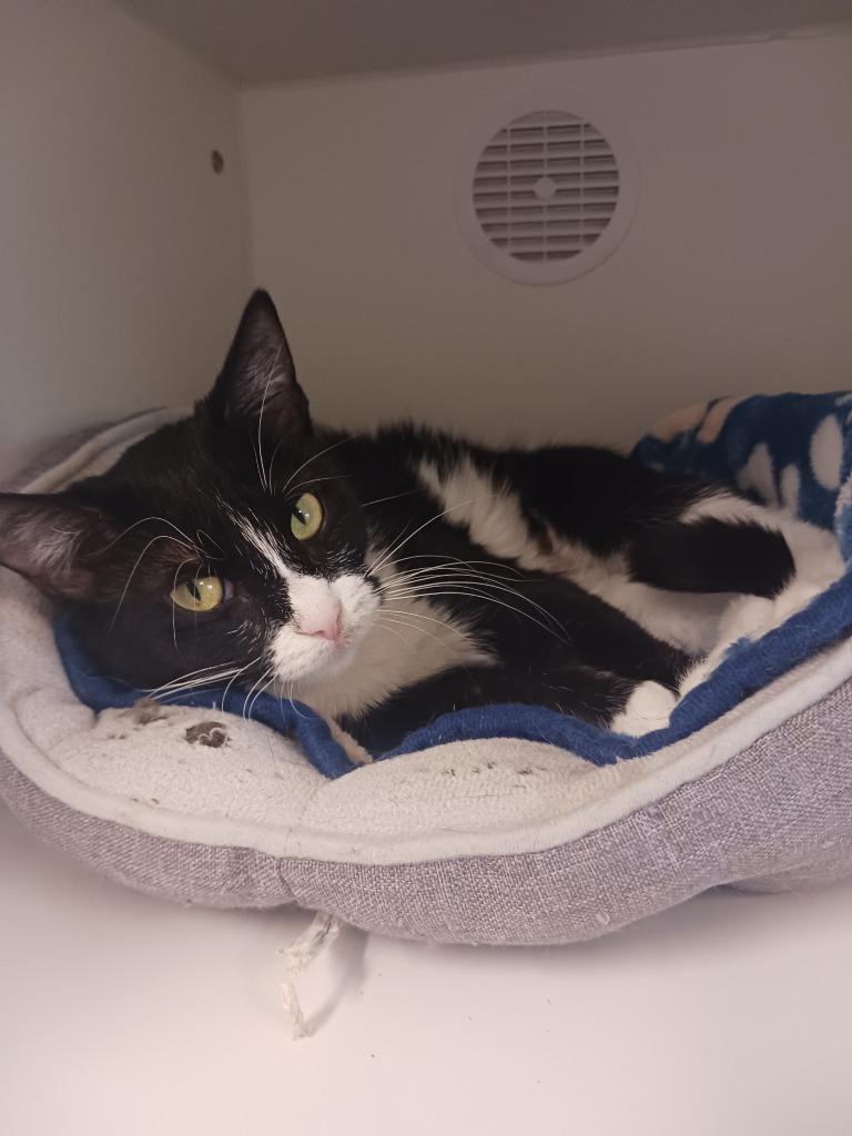 Tessa, Adoptable, Young Female Domestic Short Hair.