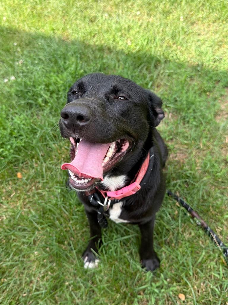 Enlarge Lyla, a Adoptable Labrador Retriever in Glenfield, NY image 1/5