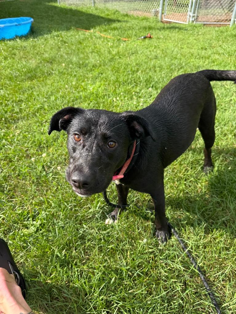 Enlarge Lyla, a Adoptable Labrador Retriever in Glenfield, NY image 2/5