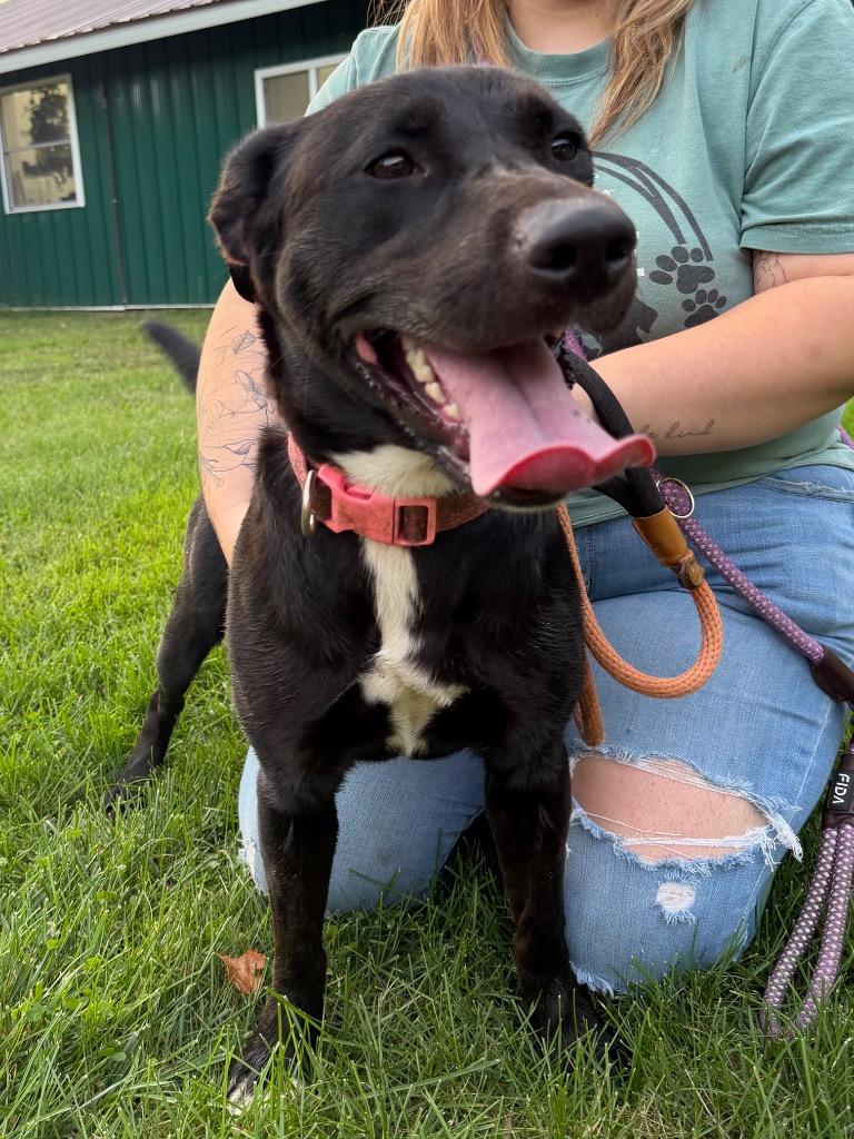 Enlarge Lyla, a Adoptable Labrador Retriever in Glenfield, NY image 3/5