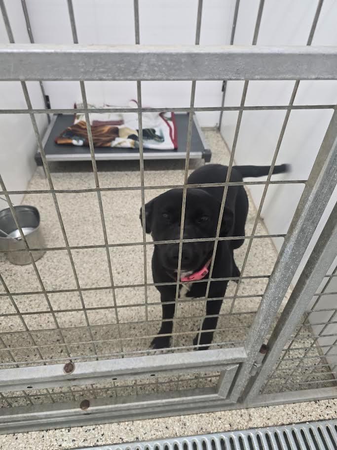Enlarge Lyla, a Adoptable Labrador Retriever in Glenfield, NY image 4/5