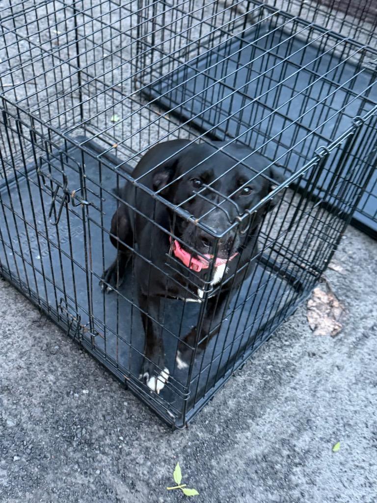 Enlarge Lyla, a Adoptable Labrador Retriever in Glenfield, NY image 5/5