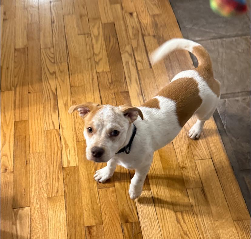 Enlarge Chickaletta, a ADOPTABLE mixed breed in Salem, OR image 5/6