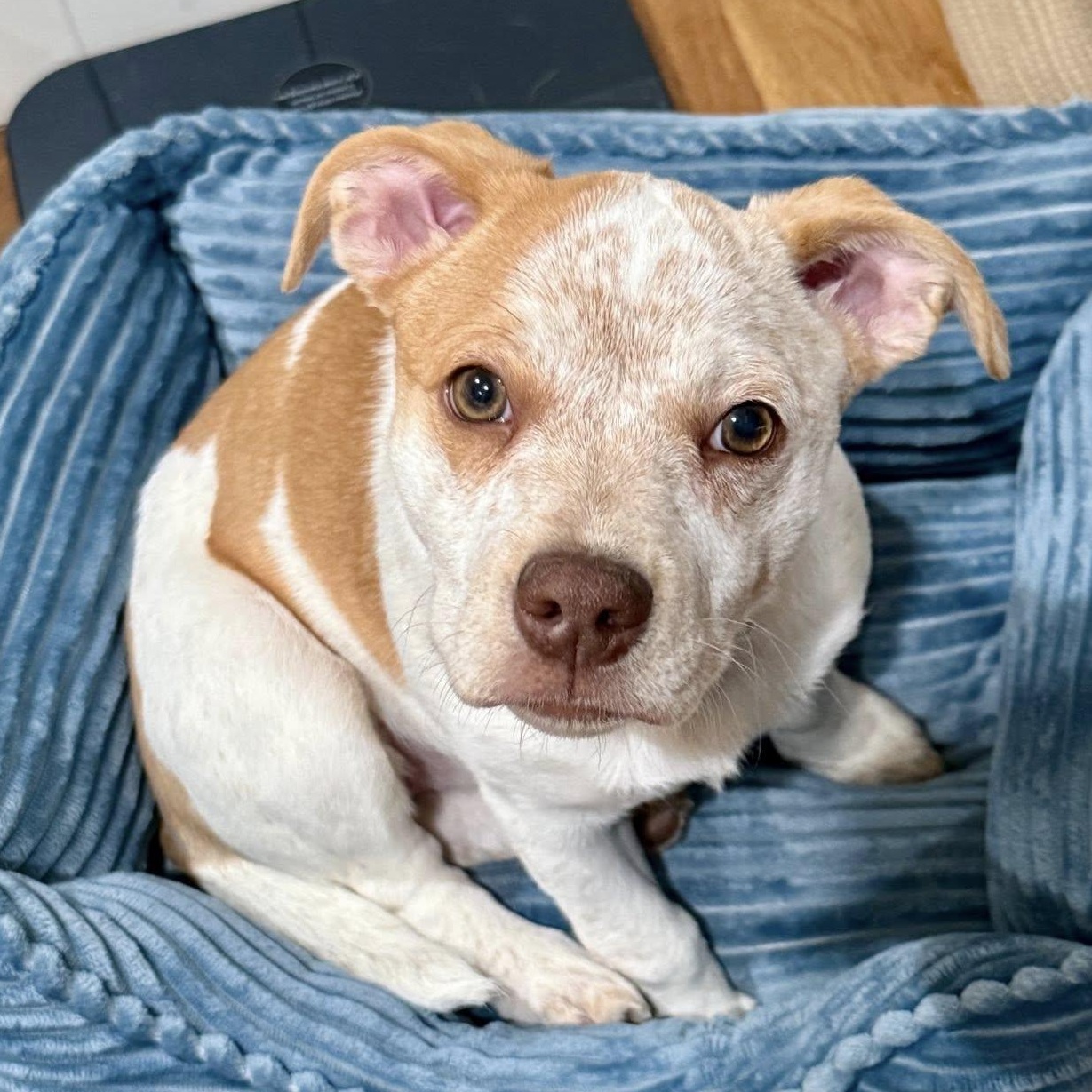 Enlarge Chickaletta, a ADOPTABLE mixed breed in Salem, OR image 1/6