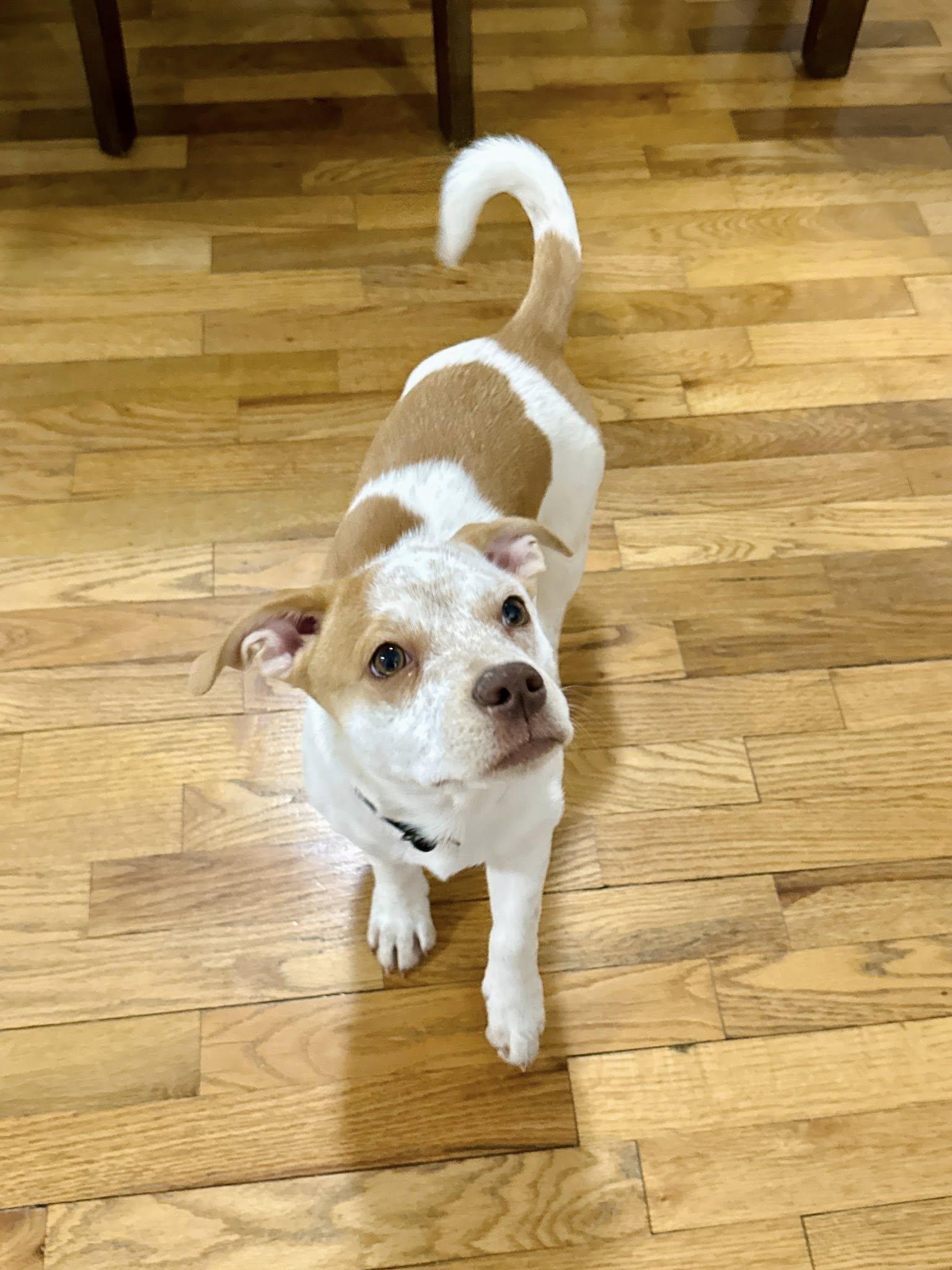 Enlarge Chickaletta, a ADOPTABLE mixed breed in Salem, OR image 6/6