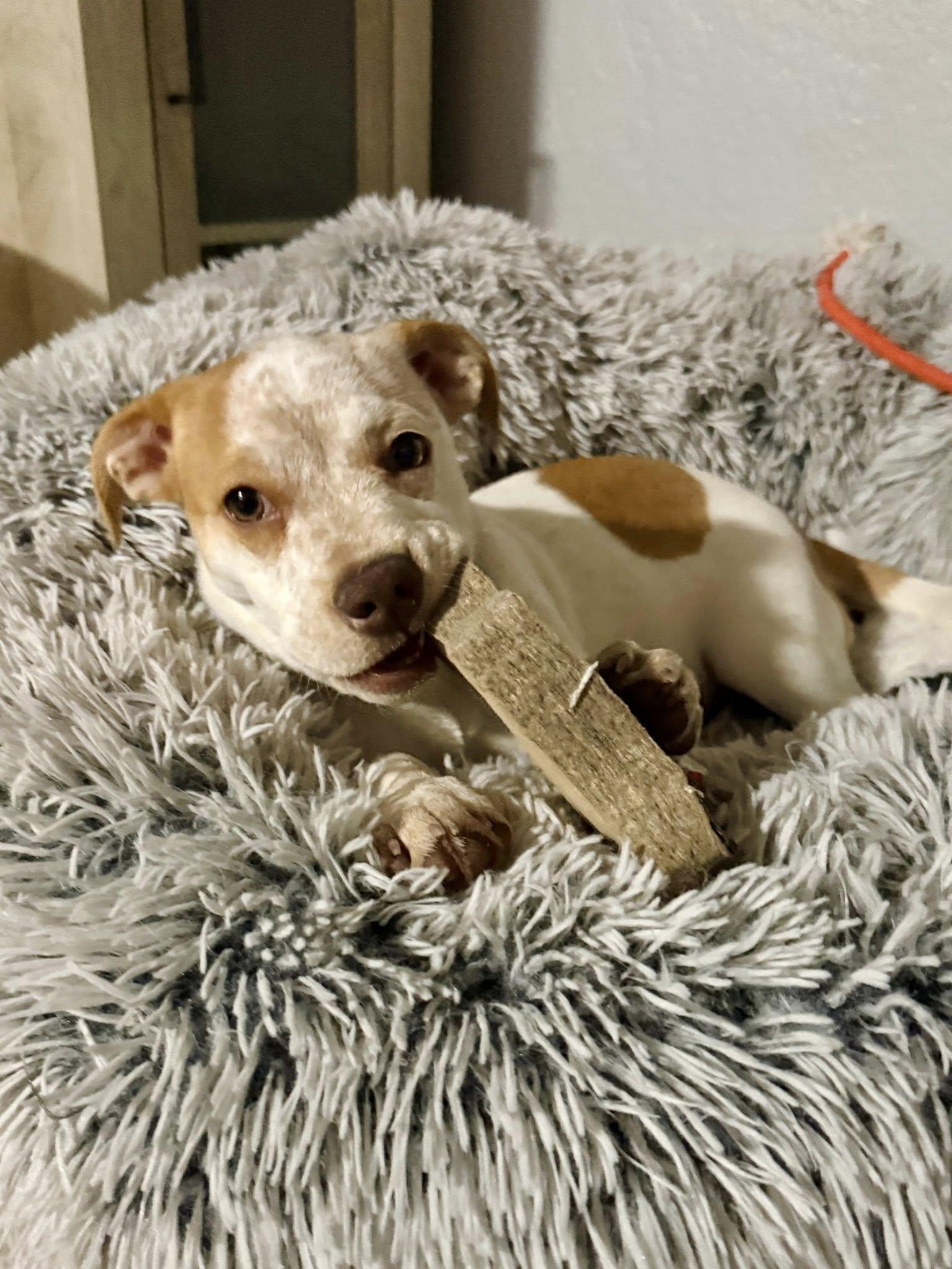 Enlarge Chickaletta, a ADOPTABLE mixed breed in Salem, OR image 3/6