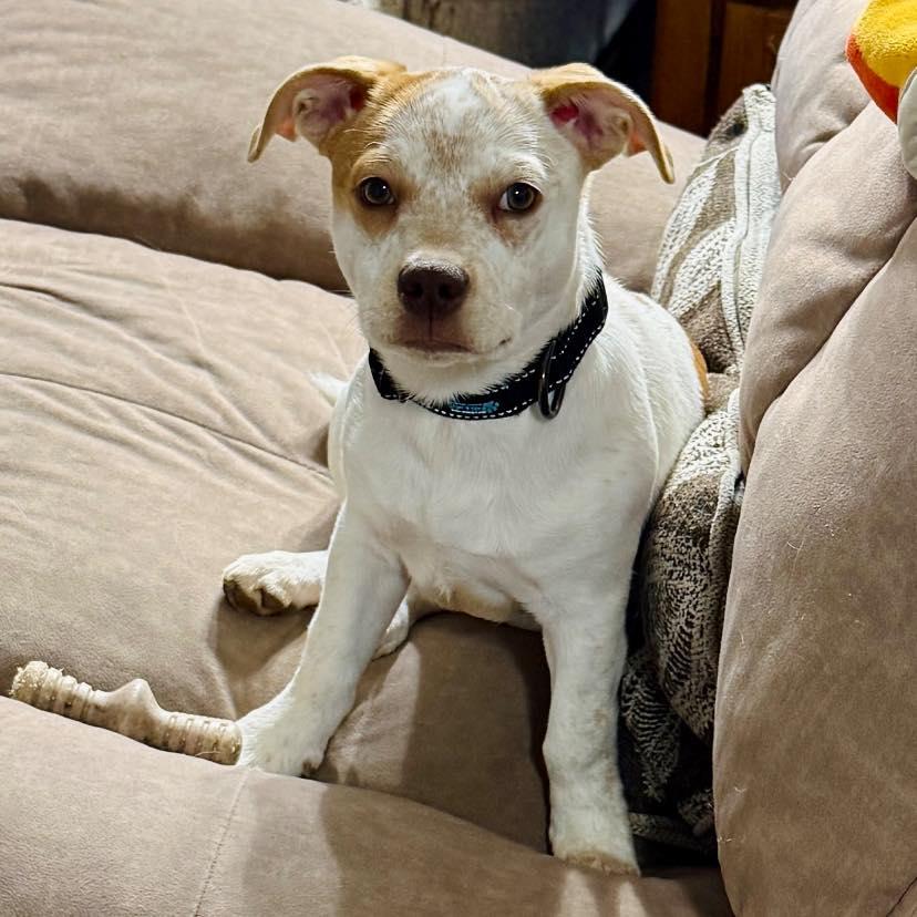 Enlarge Chickaletta, a ADOPTABLE mixed breed in Salem, OR image 2/6