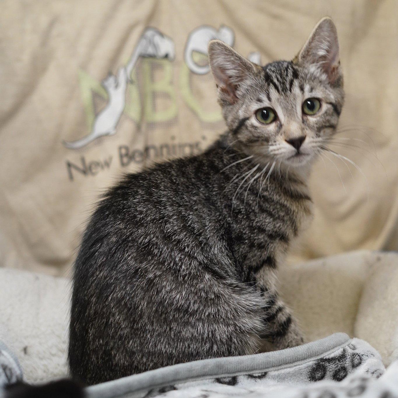 Daiquiri, Adoptable, Kitten Female Tabby & Domestic Short Hair.