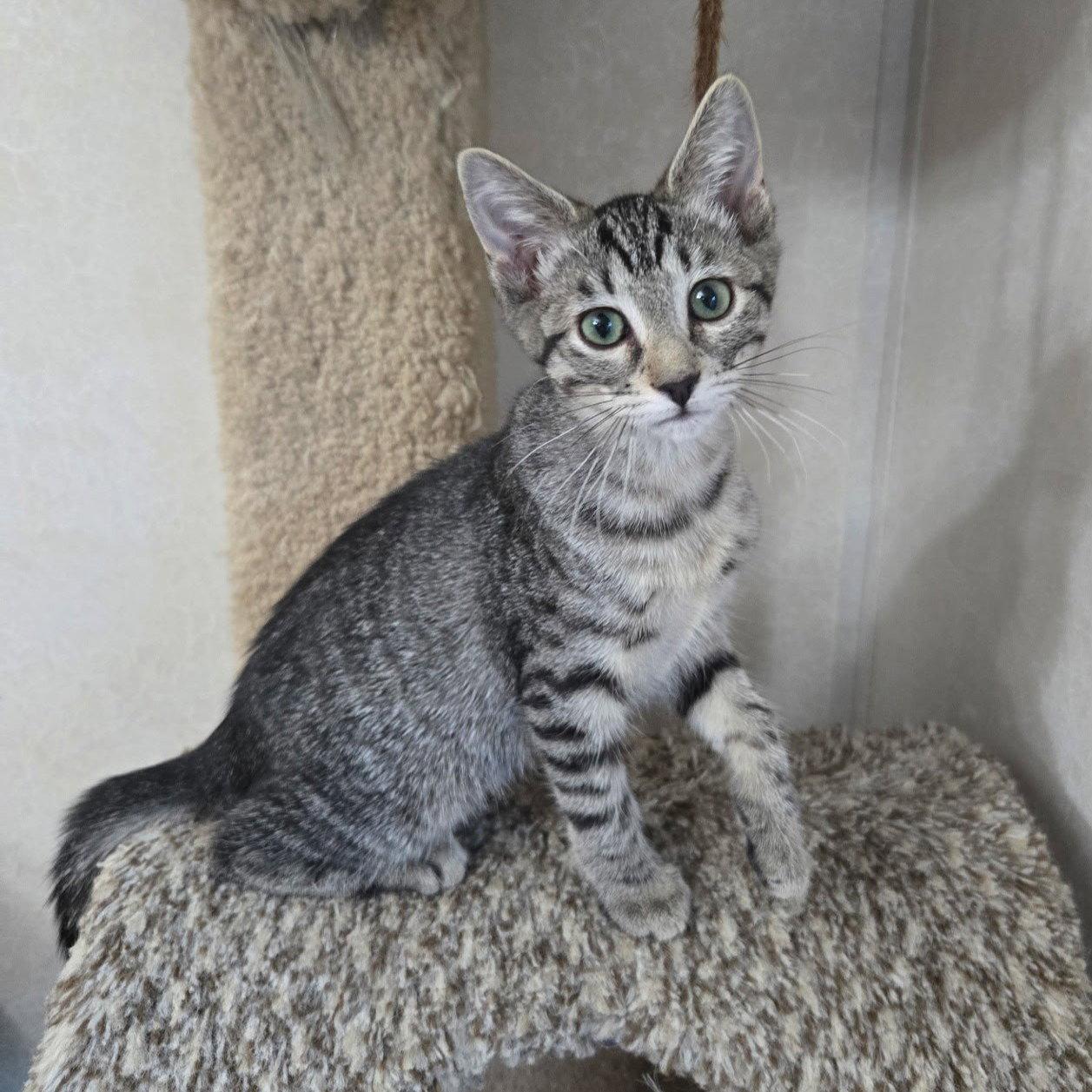 Enlarge Daiquiri, a Adoptable mixed breed in Garland, TX image 2/3