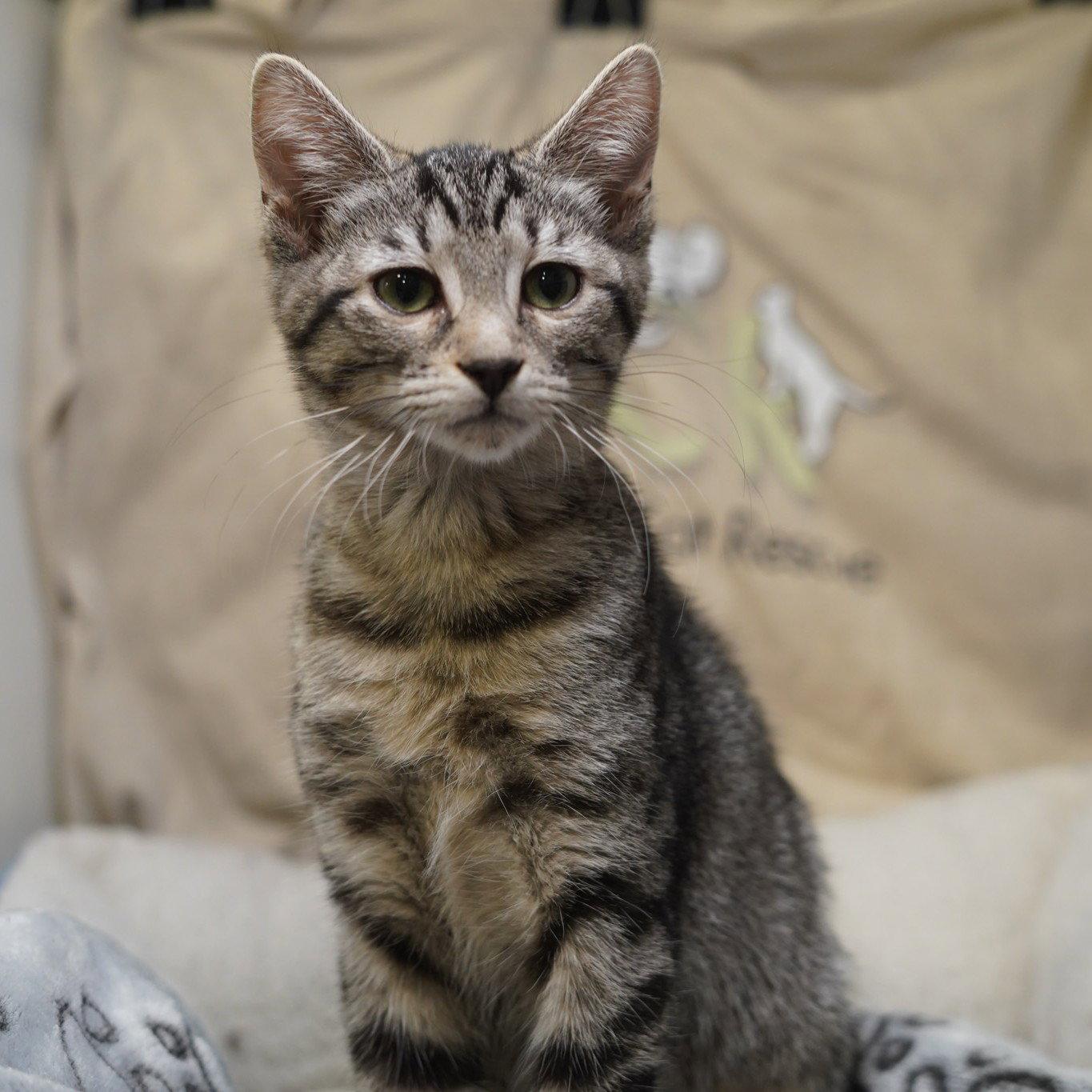 Enlarge Daiquiri, a Adoptable mixed breed in Garland, TX image 3/3