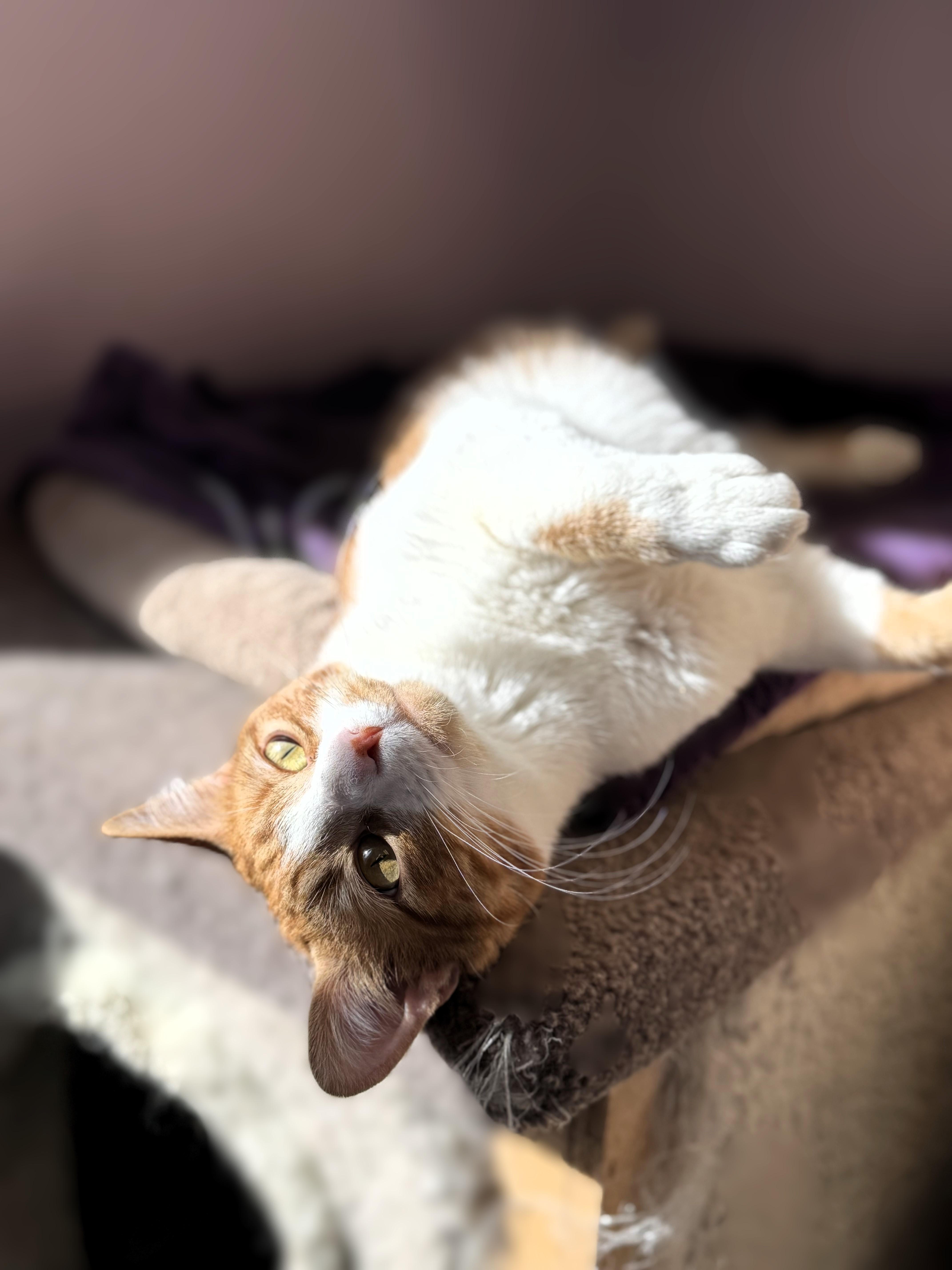 Curly, Adoptable, Young Male Domestic Short Hair.