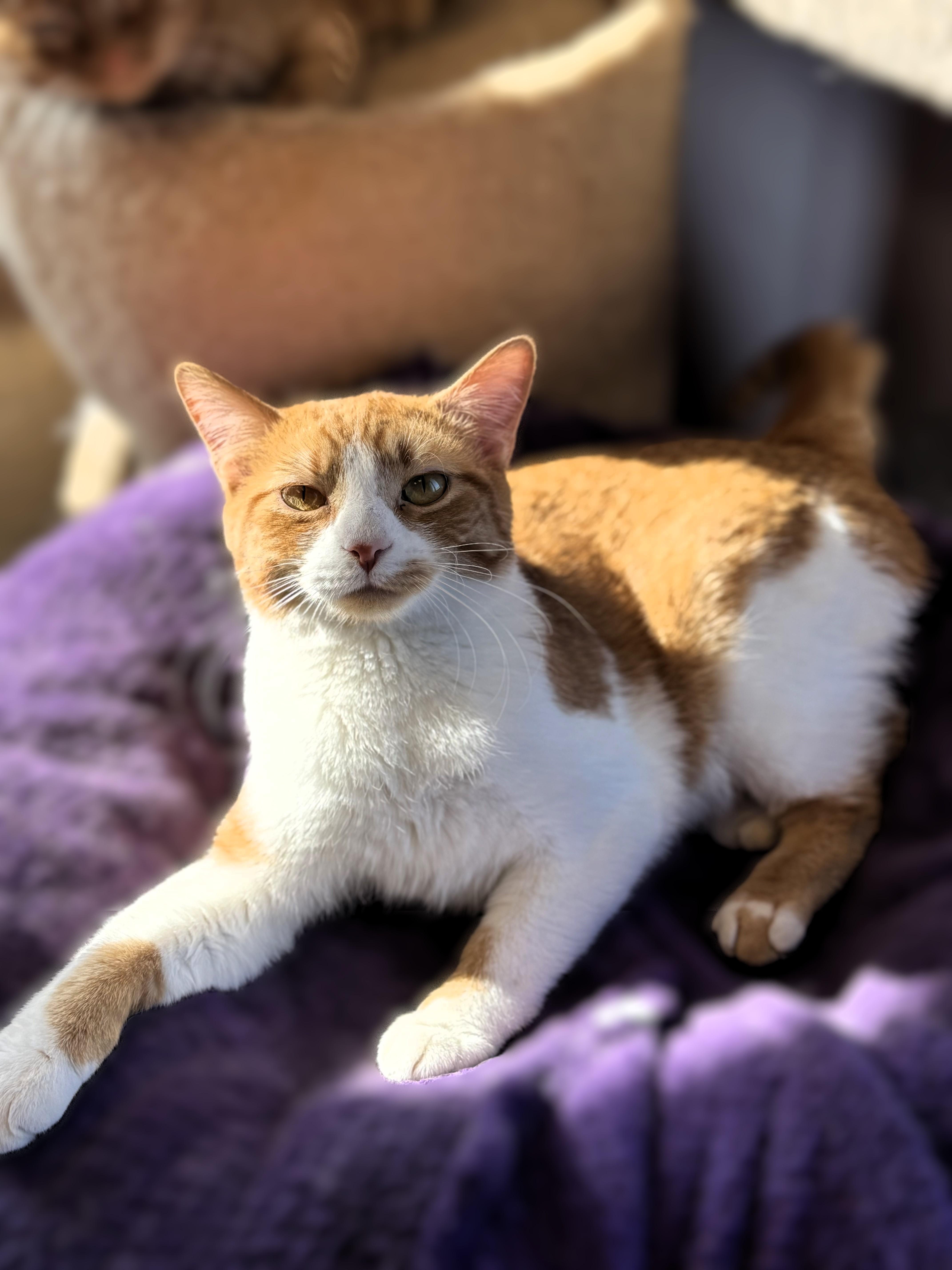 Enlarge Curly, an adoptable Domestic Short Hair in Pekin, IL image 2/5