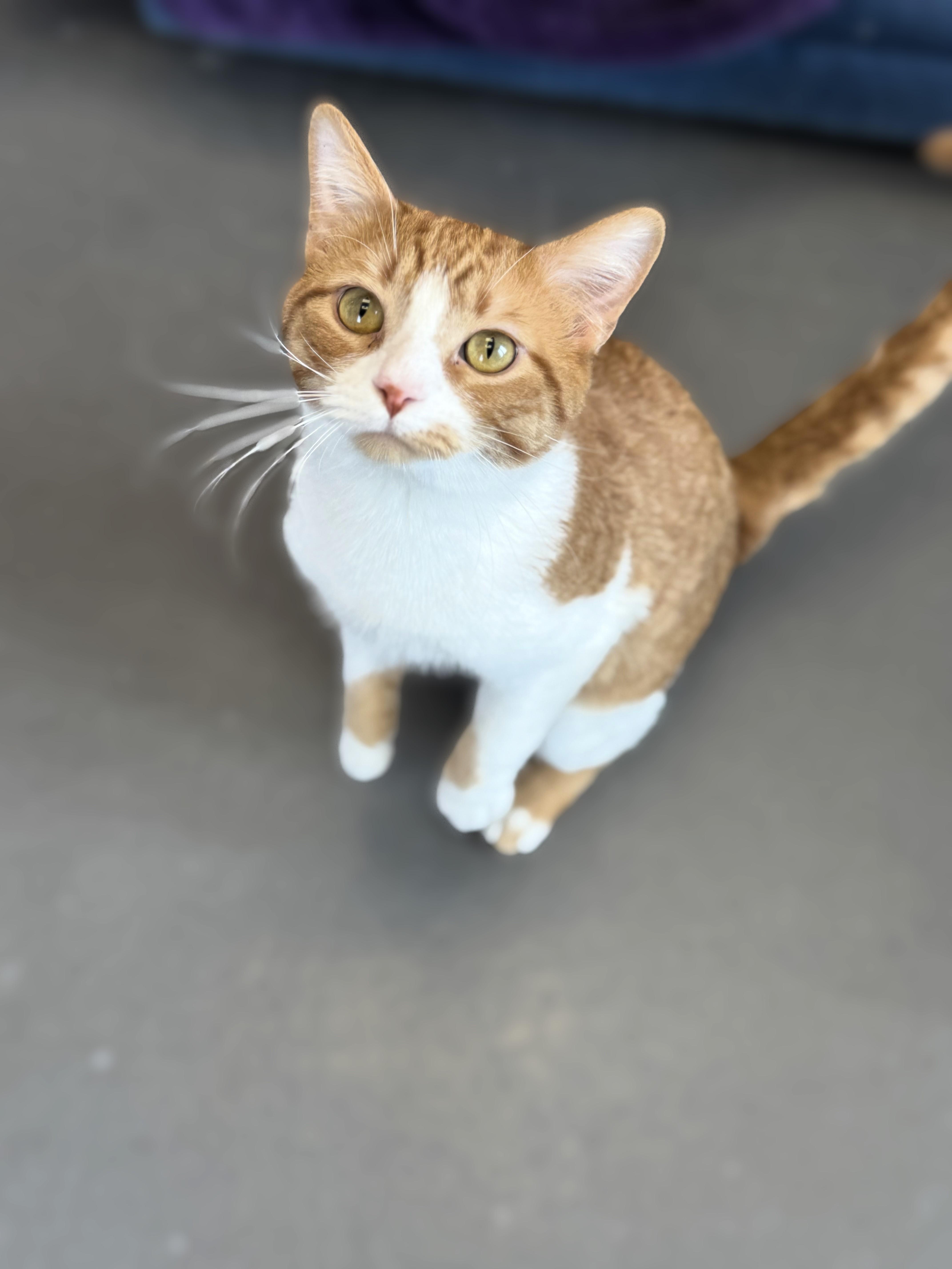 Enlarge Curly, an adoptable Domestic Short Hair in Pekin, IL image 3/5