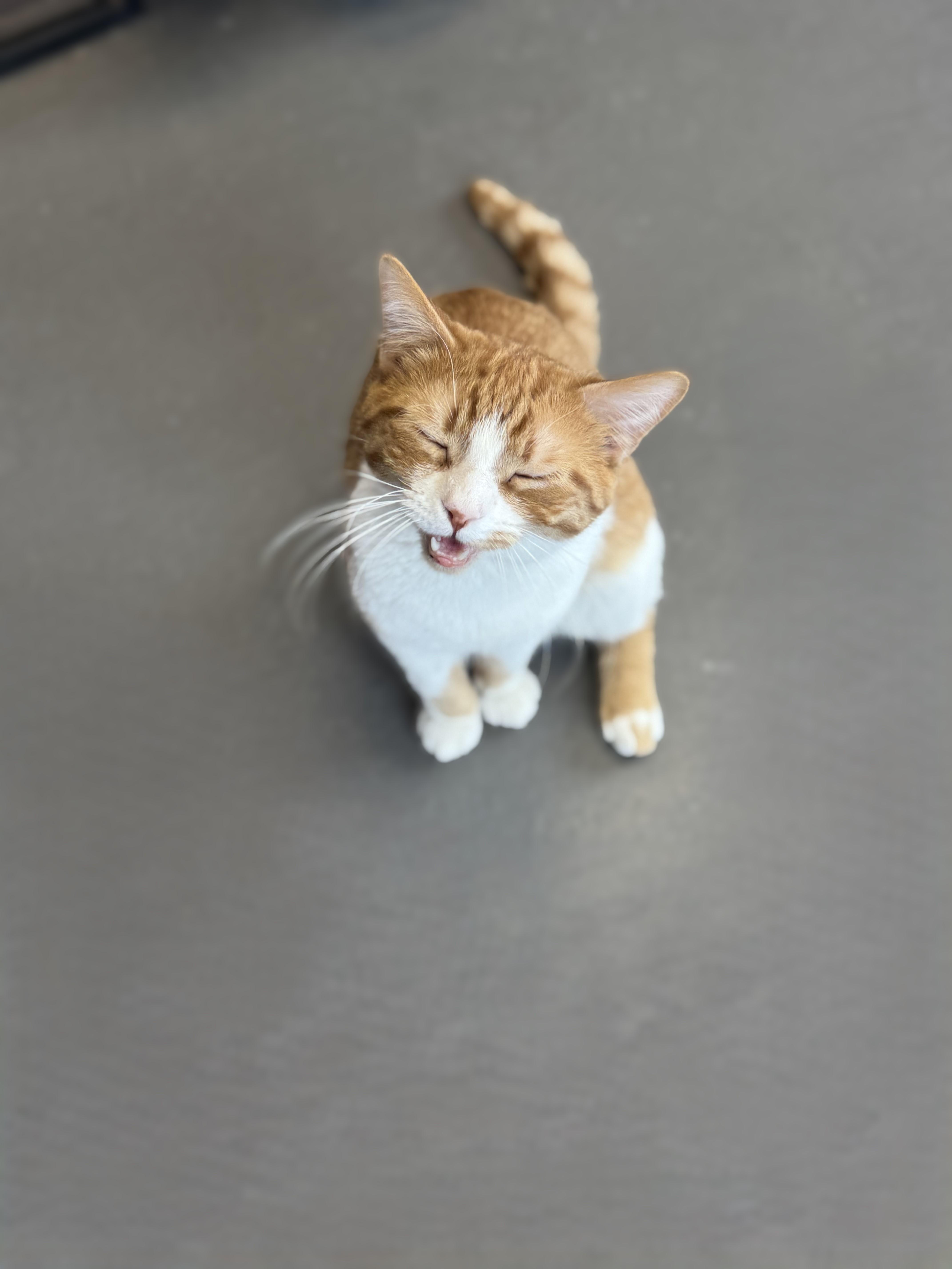 Enlarge Curly, an adoptable Domestic Short Hair in Pekin, IL image 4/5